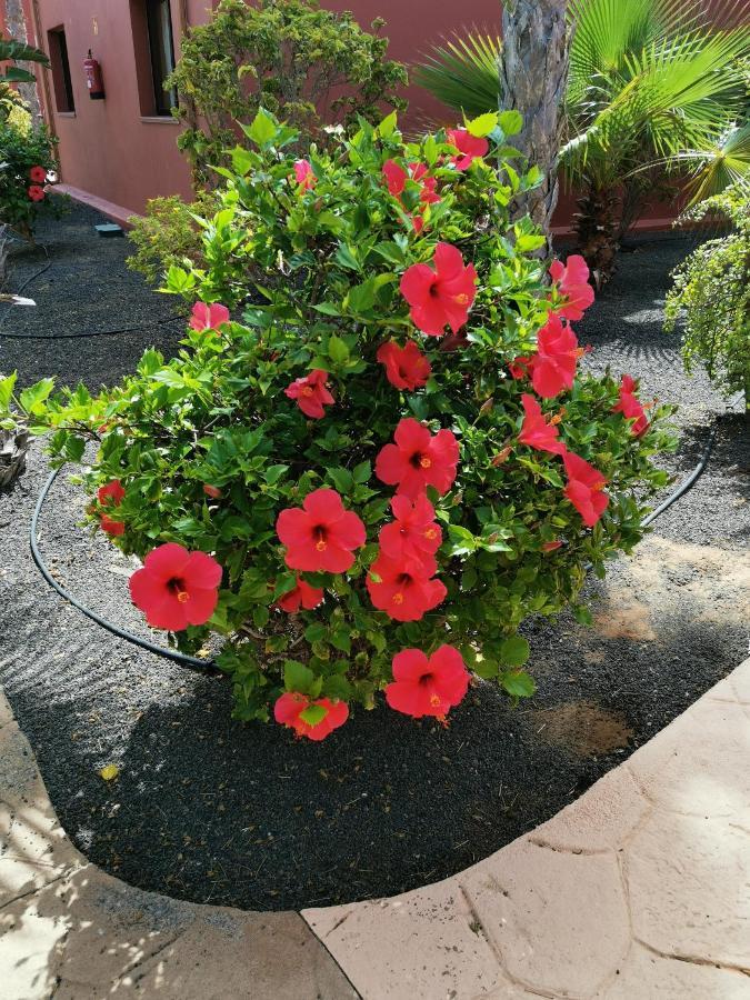 Appartamento Spagnolo Oasis Tamarindo Corralejo Extérieur photo