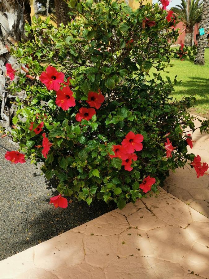 Appartamento Spagnolo Oasis Tamarindo Corralejo Extérieur photo