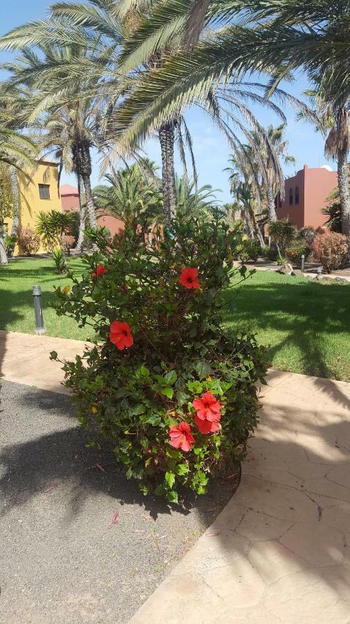 Appartamento Spagnolo Oasis Tamarindo Corralejo Extérieur photo